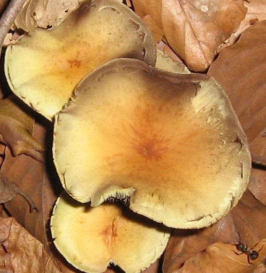 Escursione a Limestre e funghi da identificare